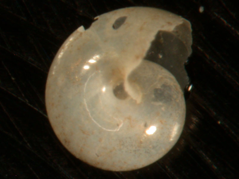 Photomicrograph of an pteropod shell forming a spiral shape with smooth polished surface; approximate size 1-2 mm (type and source not specified) 