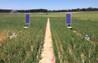 Solar powered scientific monitoring equipment situated amongst an agricultural crop.