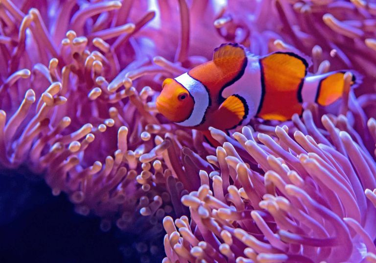 Clown anemone fish 