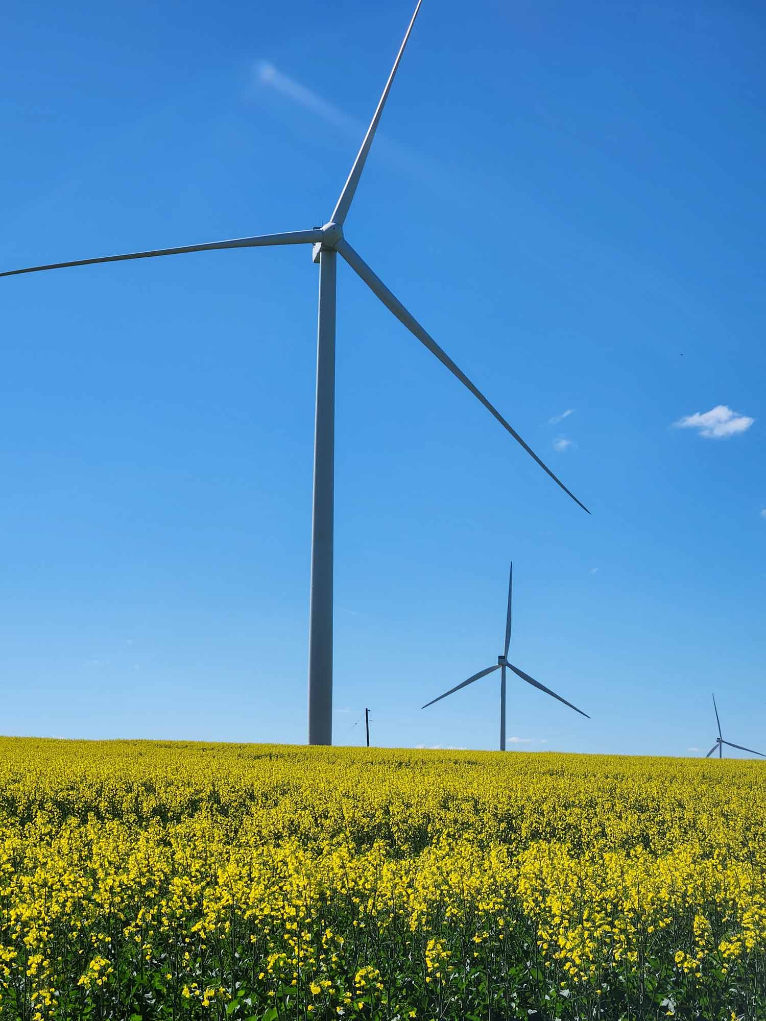 Photograph of a wind farm featuring multiple wind turbines standing tall against a clear blue sky. Bright yellow flowering field occupies the lower right portion, contrasting with sleek white turbines, highlighting renewable energy in an agricultural setting.