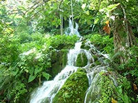 An image of a groundwater spring, similar looking to a waterfall, surrounded by rainforest vegetation.