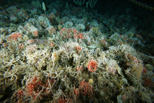 Diverse hydrocoral, sponge and bryozoan community within a shelf cutting canyon on the East Antarctic margin. Photo credit: Australian Antarctic Division.