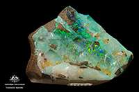 An Australian Opal from the National Mineral and
Commonwealth Paleontological Collection