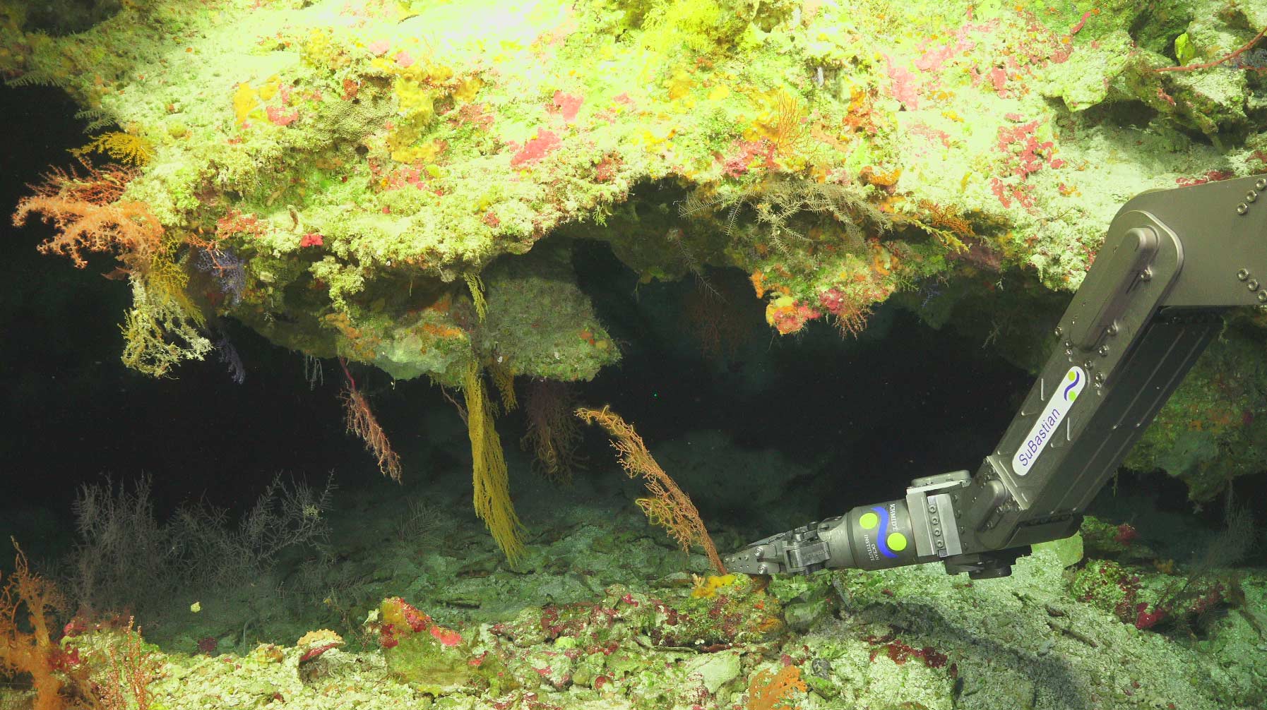 Remotely operated vehicle collecting imagery and samples beneath a rocky reef overhang covered with corals and other marine life