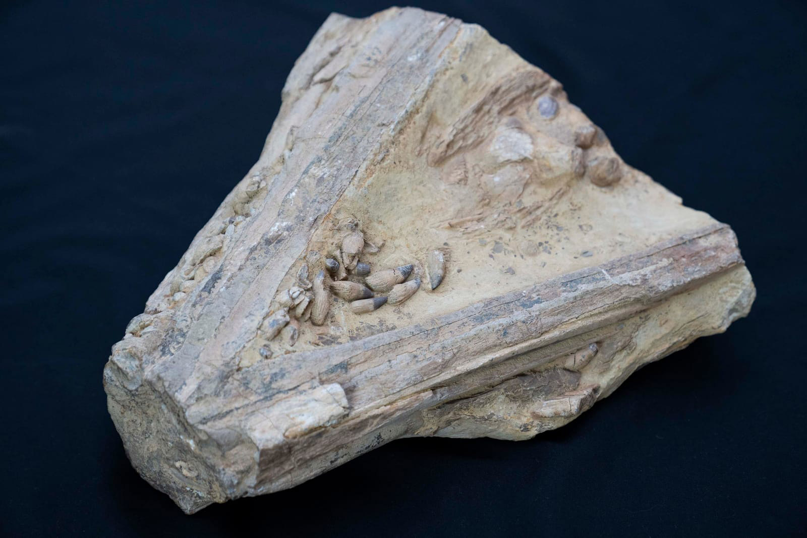 Cretaceous marine sedimentary rock