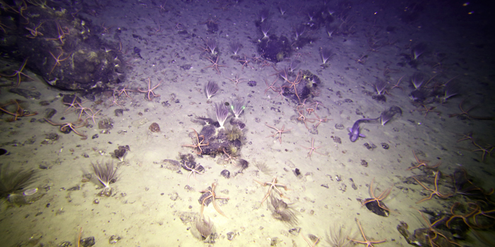 An underwater photo of the Antarctic seafloor showing a range of marine organisms
