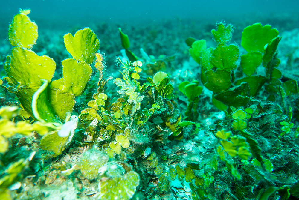 Image of the ocean floor