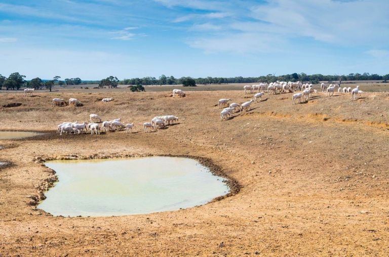 Sheep beside a water hole on an Australian farm during summer. Credit Nils Versemann via iStock