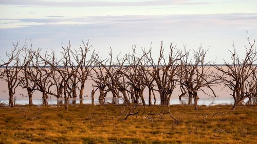 leafless trees at muddy edge of a distant waterbody