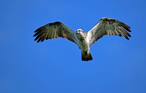 white and grey eagles soaring in blue sky
