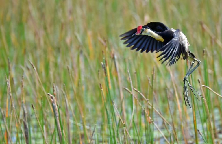 Waterbird with red head coming into land in wetland swamp