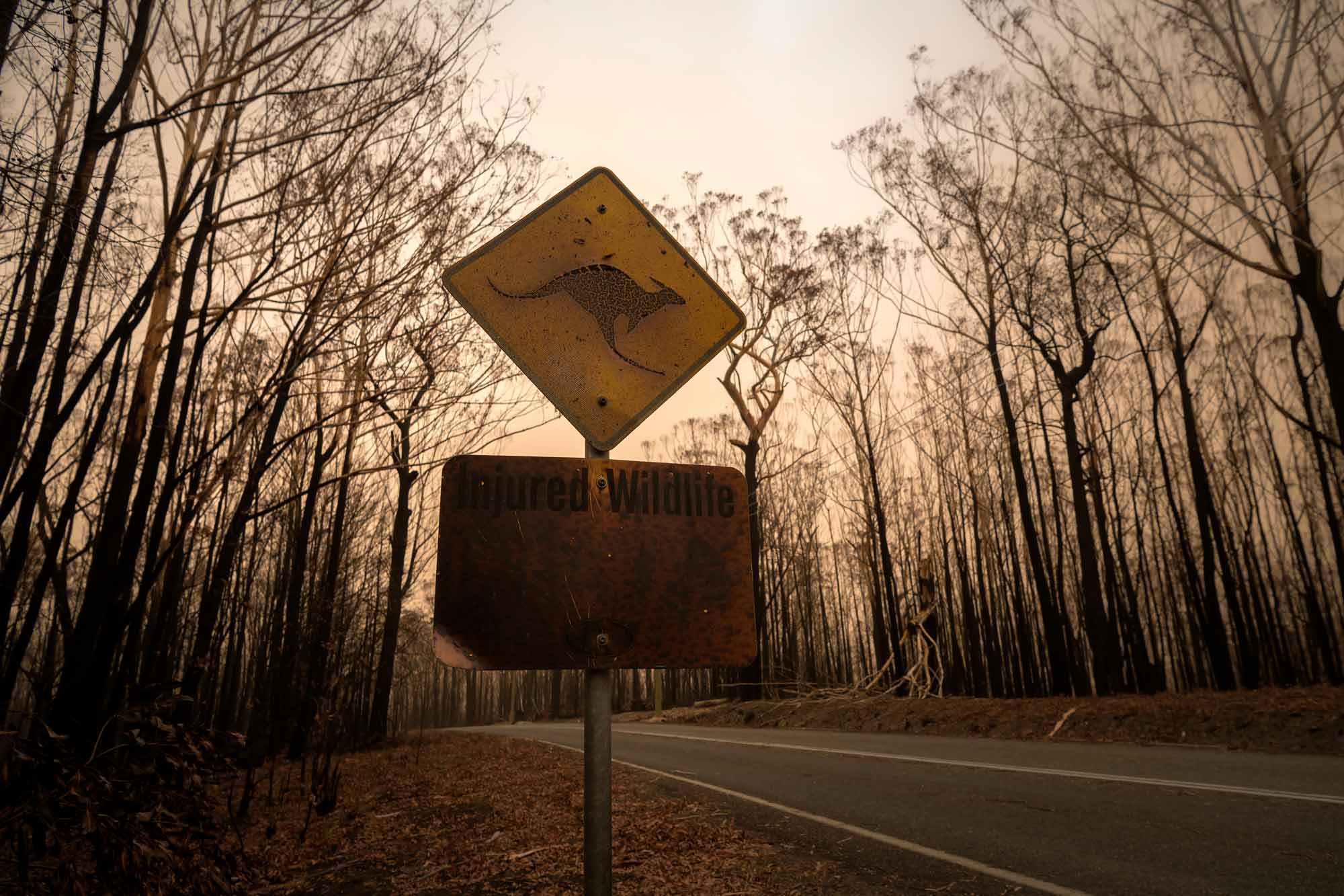 charred yellow kangaroo street sign on overcast day