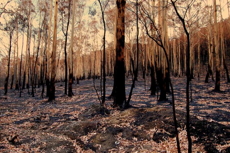 charred eucalypt trees on an overcast day