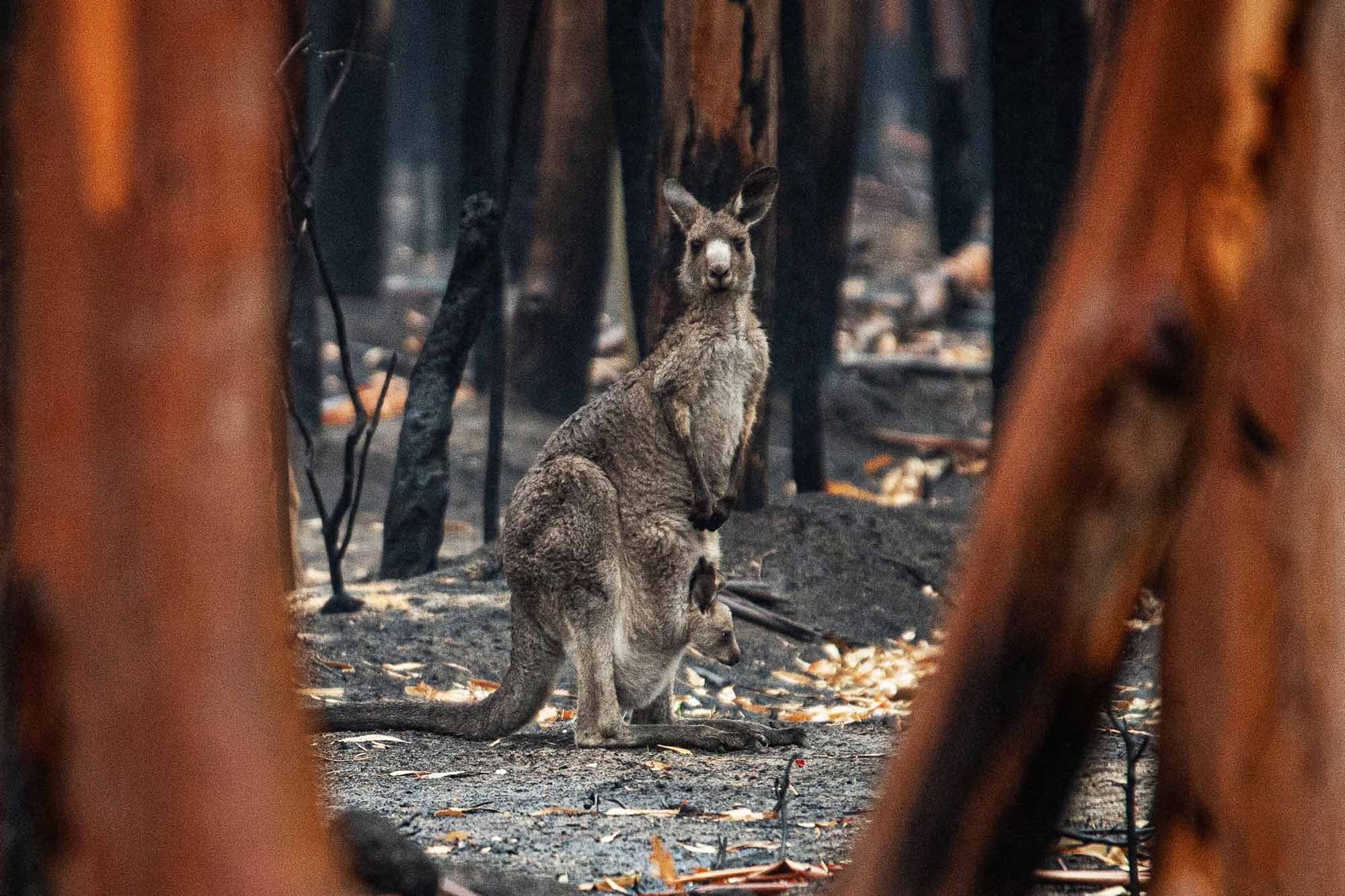 wallaby looking to camera in charred bush landscape