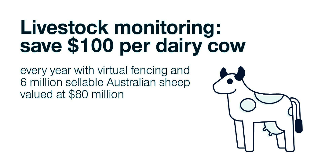 Infographic save $100 per dairy cow each year with virtual fencing and 6 million sheep valued at $80 million