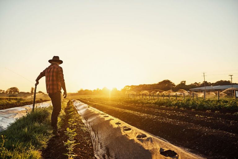 Shot of a young farmer walking between beds of herbs on his farm