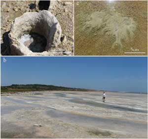 Fig 5. Observed features in the field (February 2008) giving evidence for past and current discharge in the South Lagoon. (a) Carbonate        tube ‘tufa’ at Policeman Point, (b) stranded pools at Stony Well, (c) active seep showing agitated sediment south of Parnka Point.