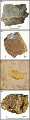 Fig 2.Geological samples recovered from the Wallaby Plateau: a) possibly evolved (more siliceous) volcanic sample; b) possibly evolved volcanics with very fine crystals and no evident olivine; c) disarticulated bivalve with evident dentition; d) very fine grained sandstone with bivalve fragments, echinoderm spines, bryozoan fragments, and other carbonate bioclasts.