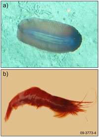 Fig 5. Sea cucumbers (top panel, video screenshot photograph from ~ 3950 metres) and prawns (bottom panel, collected from  ~ 3820 metres) found regularly on the floor of the Wallaby Plateau.