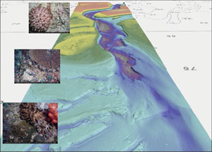 Fig 1.  A 3D perspective of new bathymetry data and seabed biota collected on the Van Dieman Rise, Timor Sea off northern Australia.