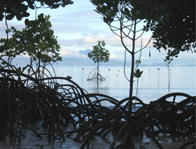 Fig 1b. Mangroves adjacent to the research station.