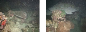 Underwater image shows new reef discovery.