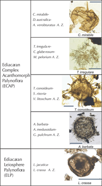 Fig 4. Ediacaran biostratigraphic scheme  of assemblage zones (AZ) from Grey (2005).