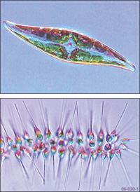 Fig 2. Diatoms are abundant in temperate marine and coastal waters.