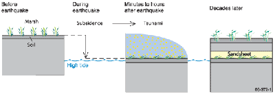 Fig 1. The formation of tsunami deposits during a subduction zone earthquake.