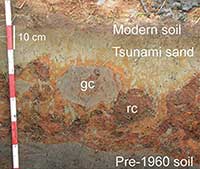 Fig 2.	Soil and sediment rip-up clasts in the 1960 Chile tsunami deposit.